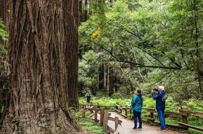 Muir Woods, Napa & Sonoma Day from San Francisco