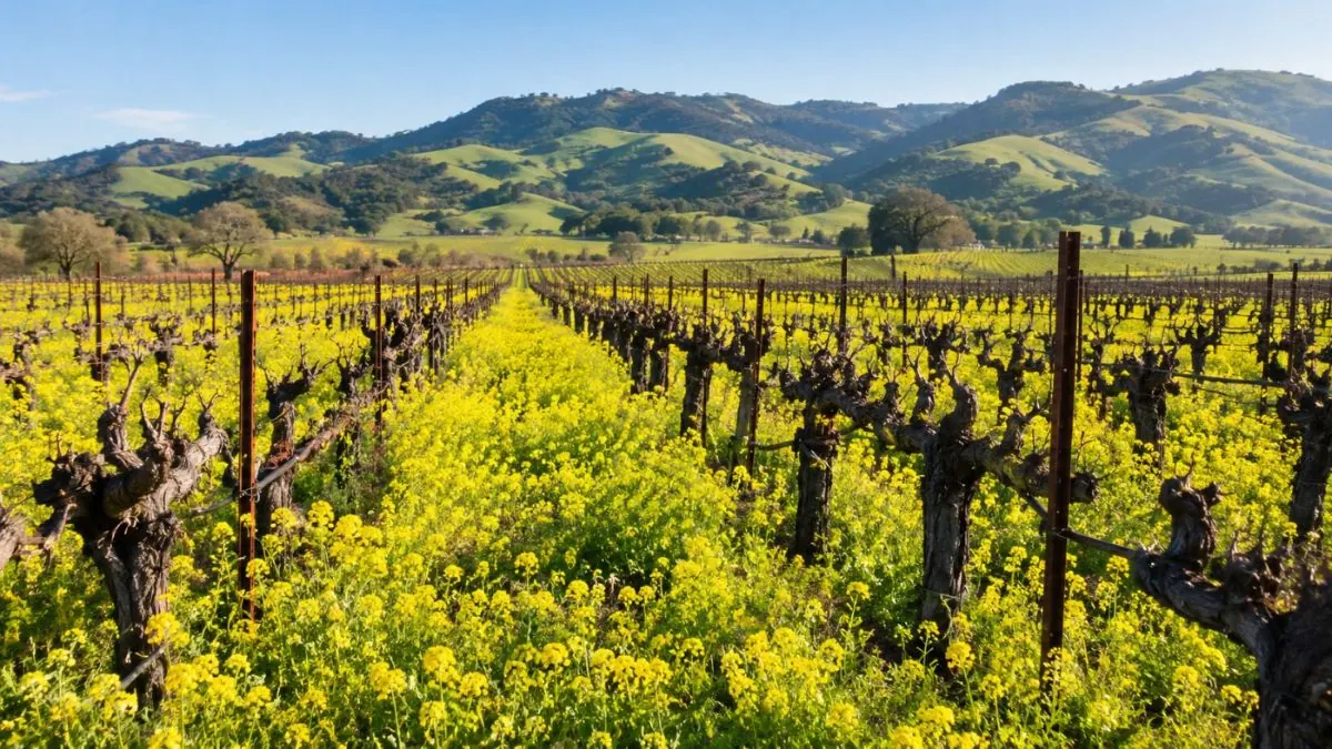Yellow wild mustard flowers between bare pruned vines in late winter